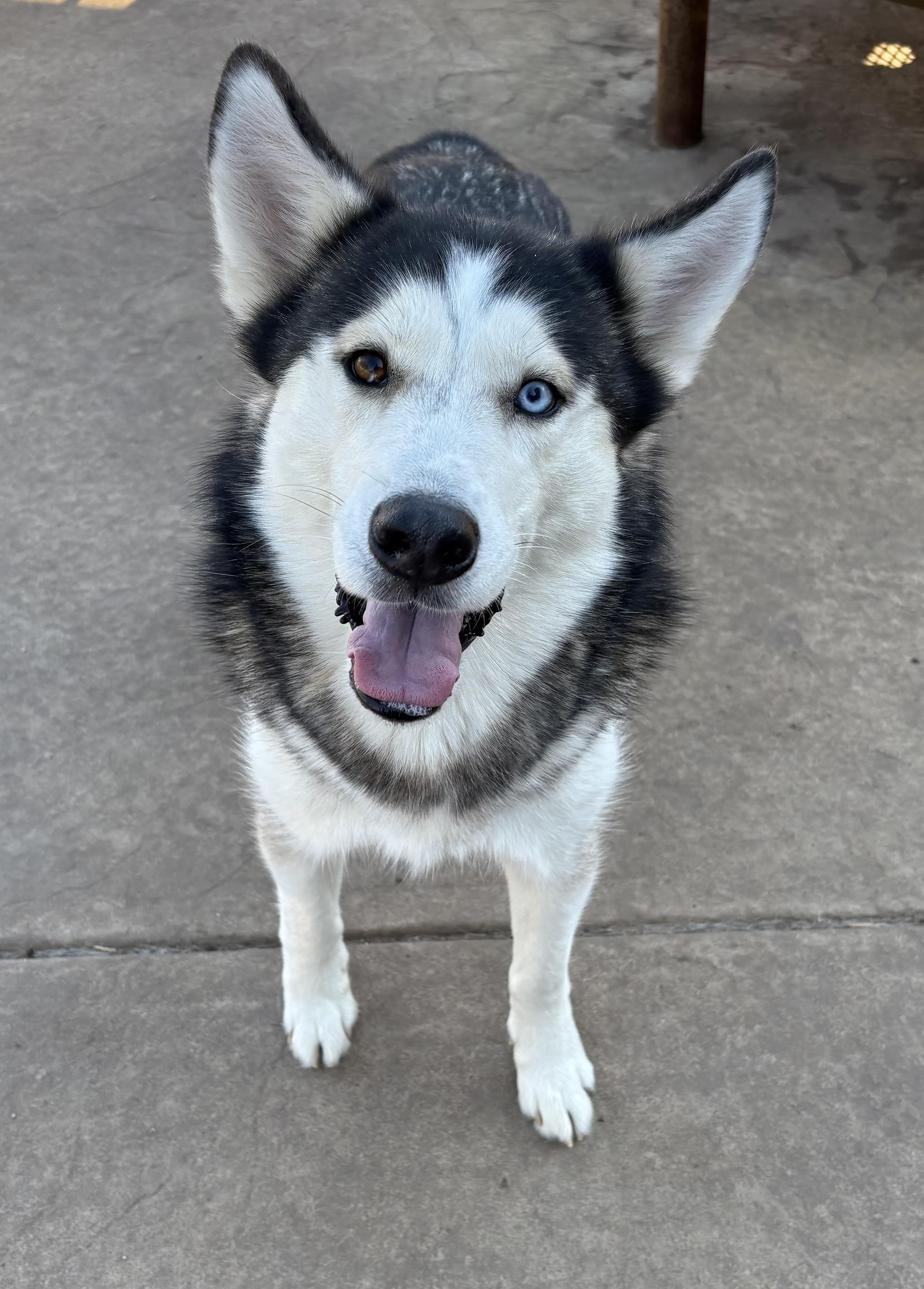 Enlarge JOURNEY, a Adoptable Siberian Husky in Rocky Point, NY image 3/6