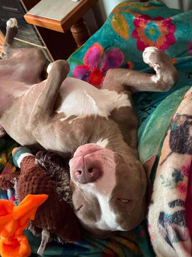 Katie Mae (26-066 D), a Adoptable mixed breed in Lansing, MI image 2/6