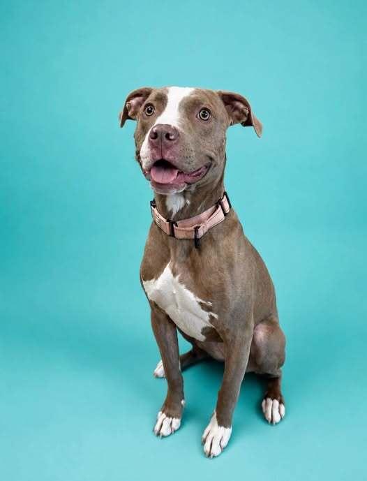 Katie Mae (26-066 D), a Adoptable mixed breed in Lansing, MI image 3/6