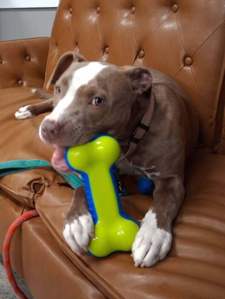 Katie Mae (26-066 D), a Adoptable mixed breed in Lansing, MI image 5/6