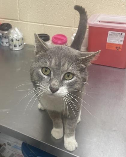 Enlarge Whiskey, a Adoptable mixed breed in Reidsville, NC image 2/2