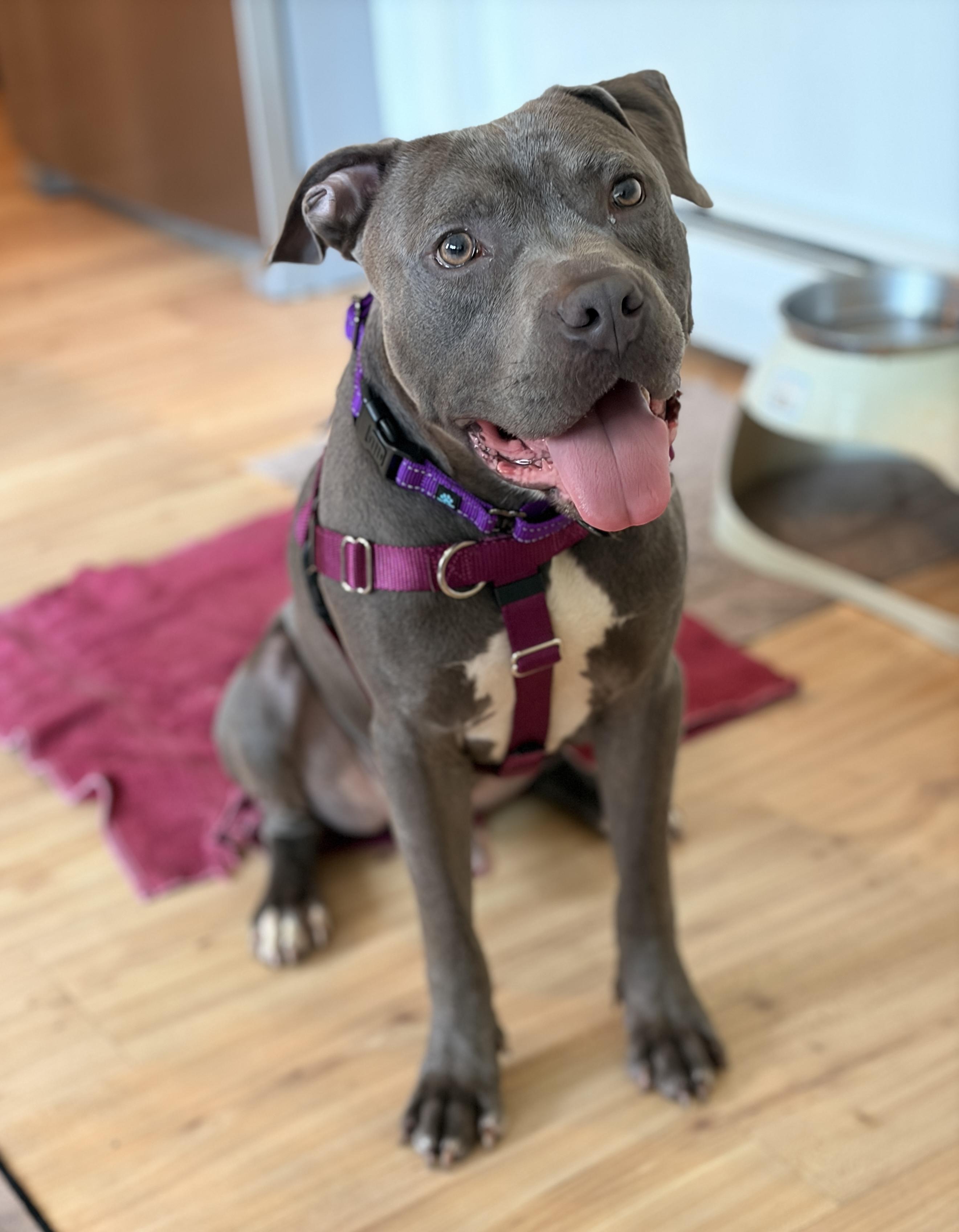 Julien, Adoptable, Adult Male American Staffordshire Terrier.