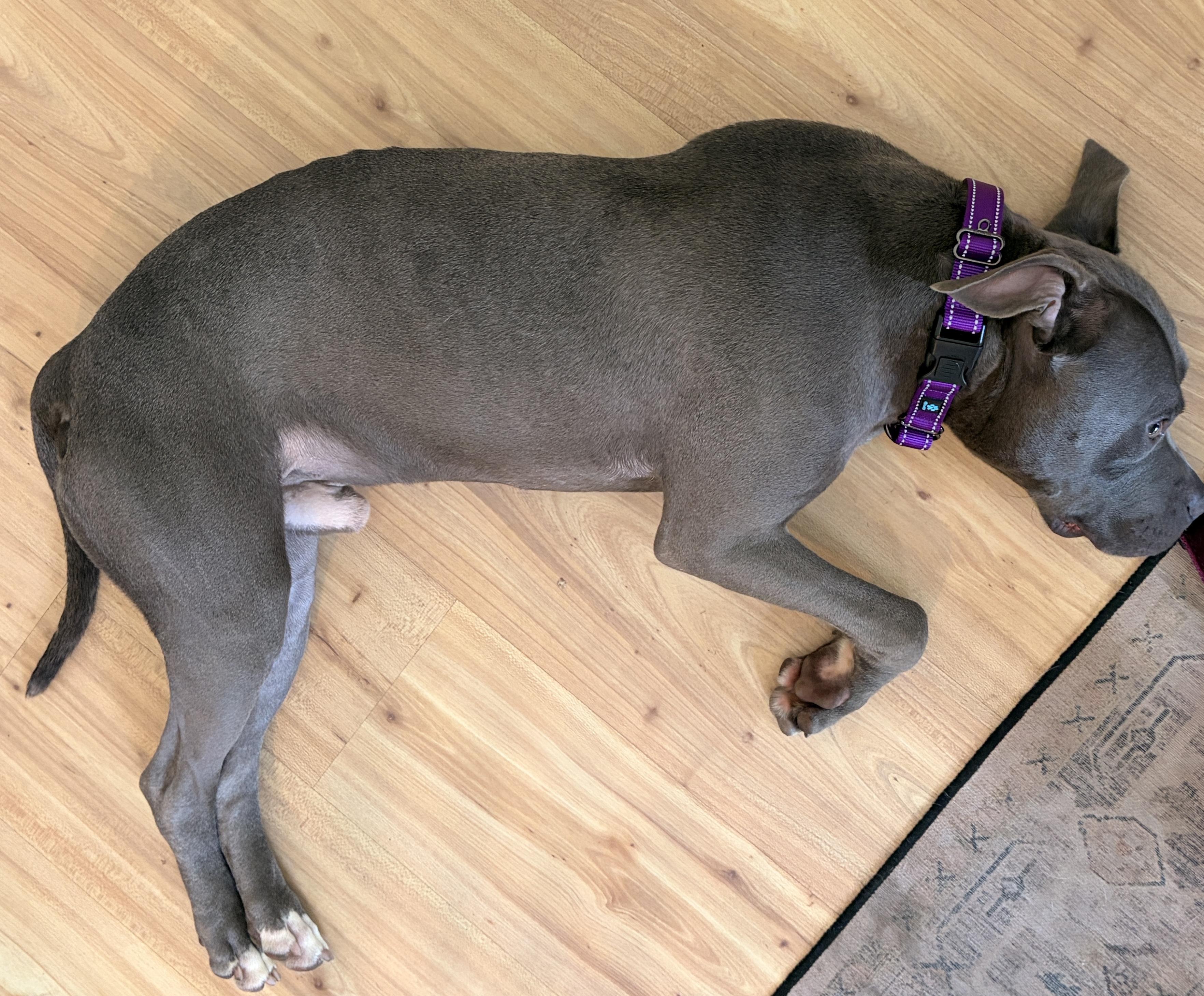 Enlarge Julien, a Adoptable American Staffordshire Terrier in Wheaton, IL image 2/4