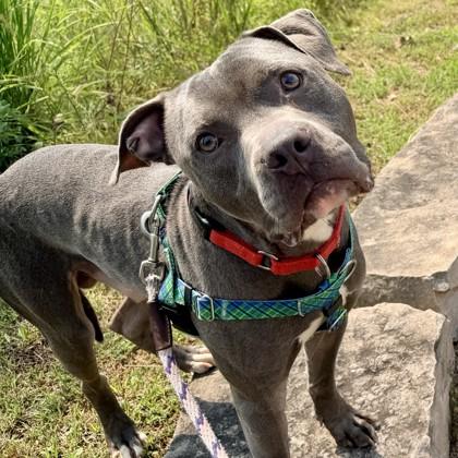 Enlarge Julien, a Adoptable American Staffordshire Terrier in Wheaton, IL image 4/4