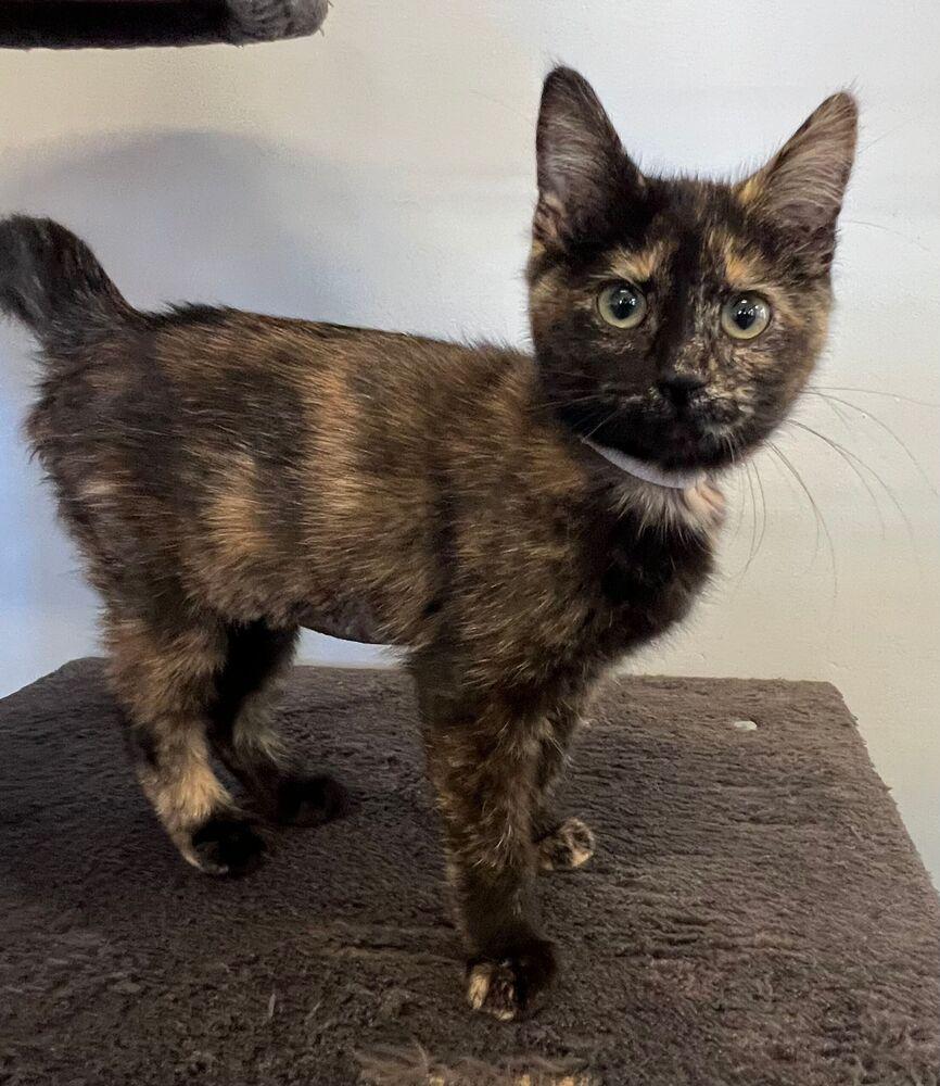 Daisy, Adoptable, Adult Female Domestic Short Hair.