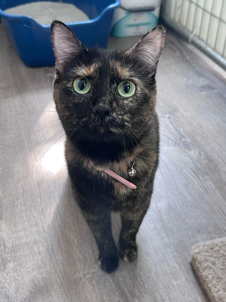 Enlarge Daisy, a Adoptable Domestic Short Hair in McPherson, KS image 2/2