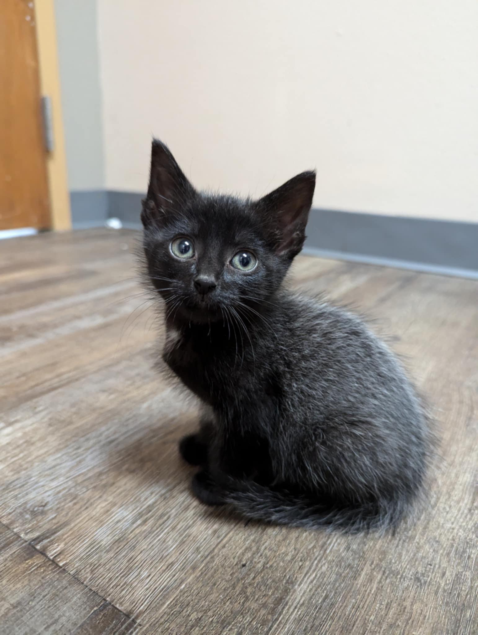 Werewolf, an adoptable Domestic Short Hair in Oconto, WI, 54153 | Photo Image 1