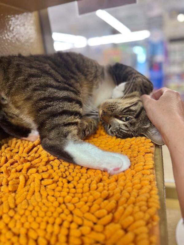 Cosmo, Adoptable, Adult Male Domestic Short Hair.
