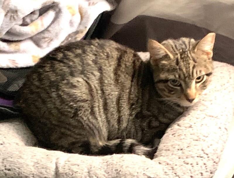 Enlarge Cosmo, a Adoptable Domestic Short Hair in North Babylon, NY image 1/4