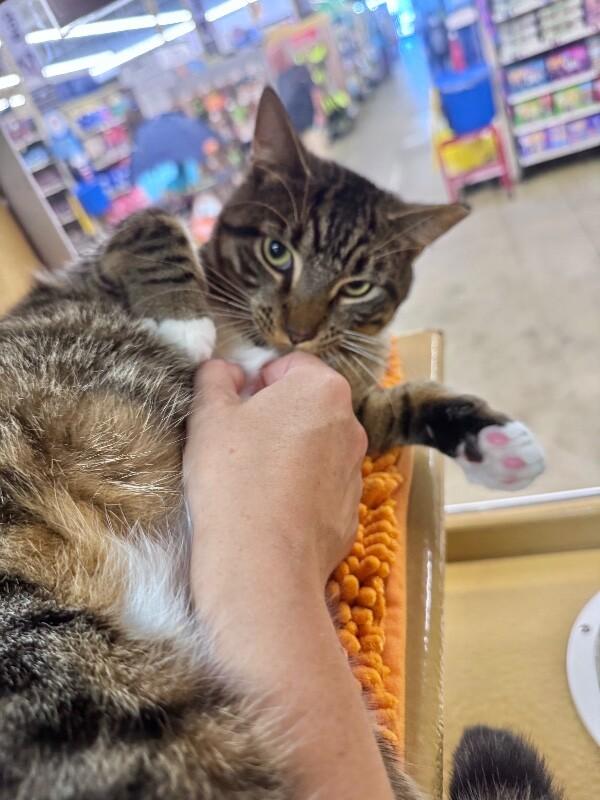 Enlarge Cosmo, a Adoptable Domestic Short Hair in North Babylon, NY image 2/6