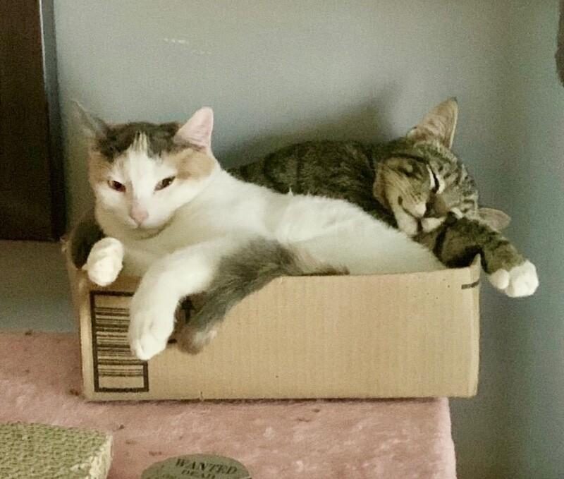 Enlarge Cosmo, a Adoptable Domestic Short Hair in North Babylon, NY image 2/4