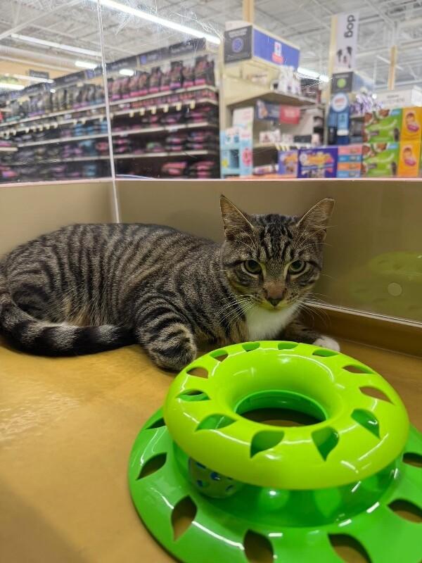 Enlarge Cosmo, a Adoptable Domestic Short Hair in North Babylon, NY image 3/6