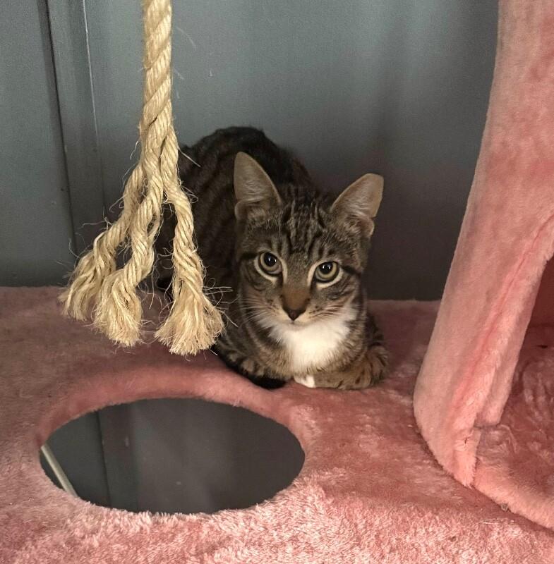 Enlarge Cosmo, a Adoptable Domestic Short Hair in North Babylon, NY image 3/4