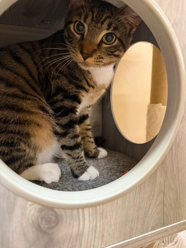Enlarge Cosmo, a Adoptable Domestic Short Hair in North Babylon, NY image 5/6