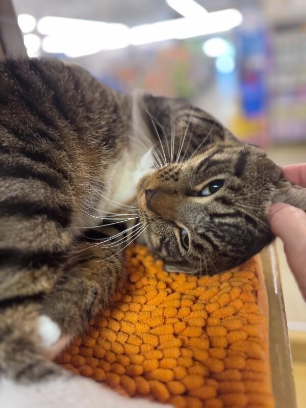 Enlarge Cosmo, a Adoptable Domestic Short Hair in North Babylon, NY image 3/6