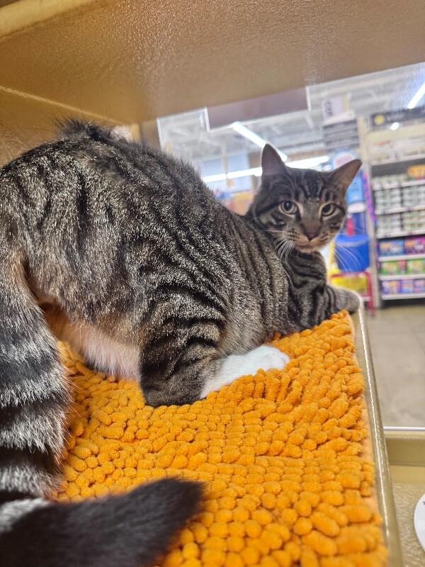 Enlarge Cosmo, a Adoptable Domestic Short Hair in North Babylon, NY image 4/6