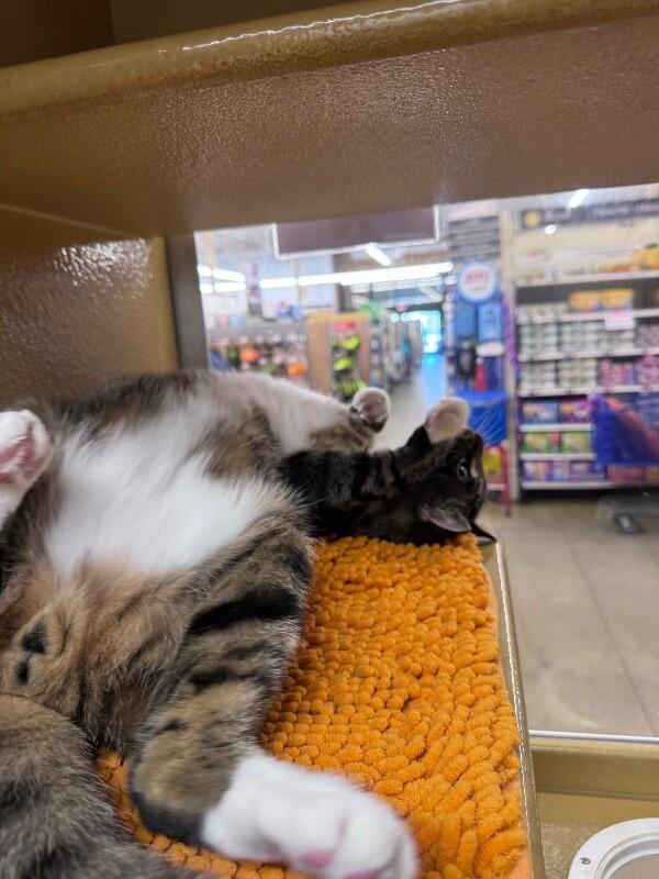 Enlarge Cosmo, a Adoptable Domestic Short Hair in North Babylon, NY image 5/6