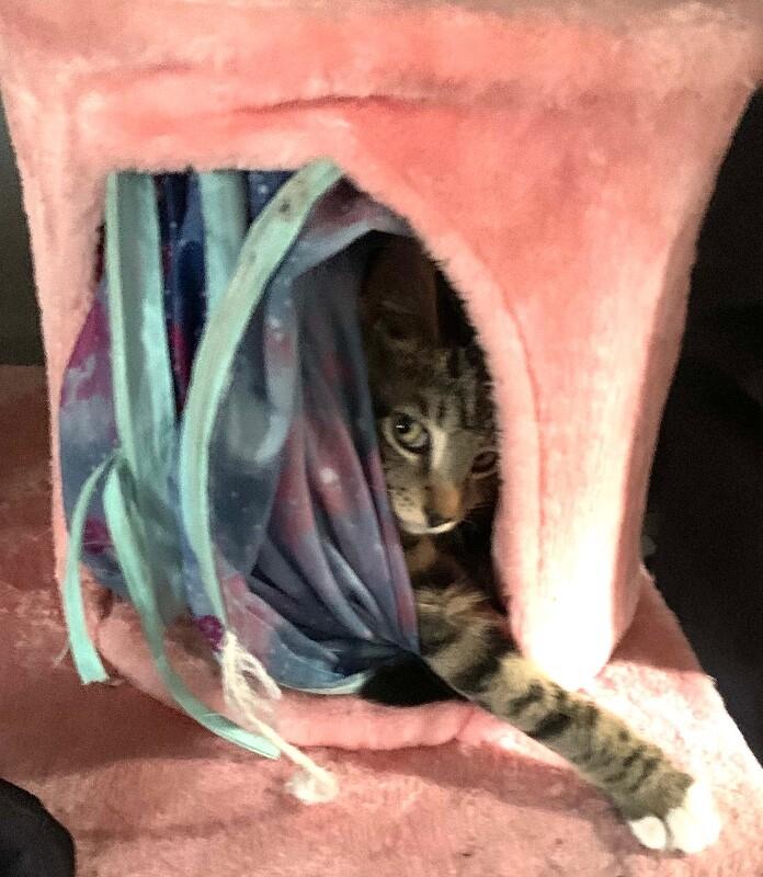 Enlarge Cosmo, a Adoptable Domestic Short Hair in North Babylon, NY image 4/4