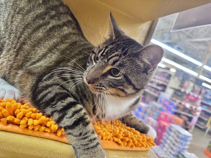 Enlarge Cosmo, a Adoptable Domestic Short Hair in North Babylon, NY image 6/6