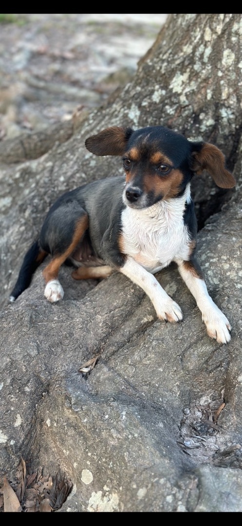 Tootie, Adoptable, Adult Female Beagle & Miniature Pinscher.