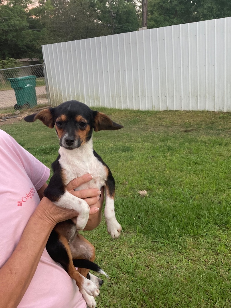 Enlarge Tootie, a Adoptable mixed breed in Walker, LA image 2/4