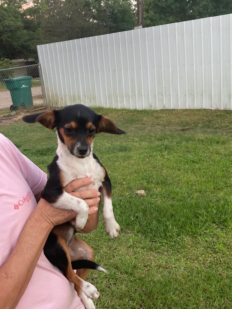 Enlarge Tootie, a Adoptable mixed breed in Walker, LA image 4/4