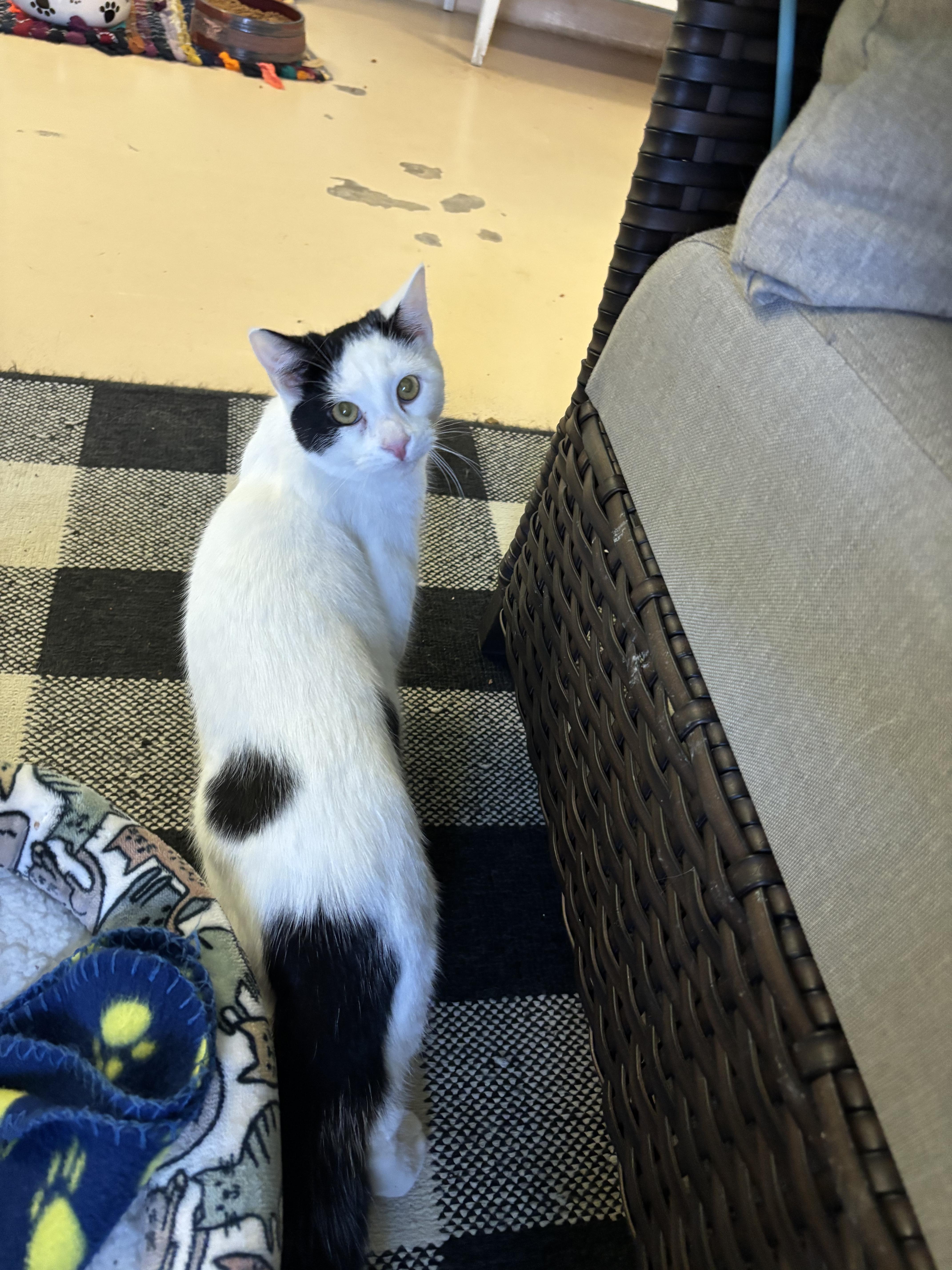 Desi, ADOPTABLE, Young Male Domestic Short Hair.