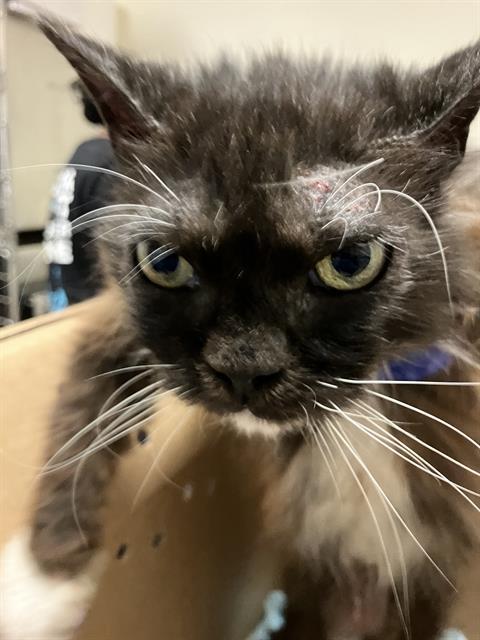Enlarge YUBA, a Adoptable Exotic Shorthair in Long Beach, CA image 1/1