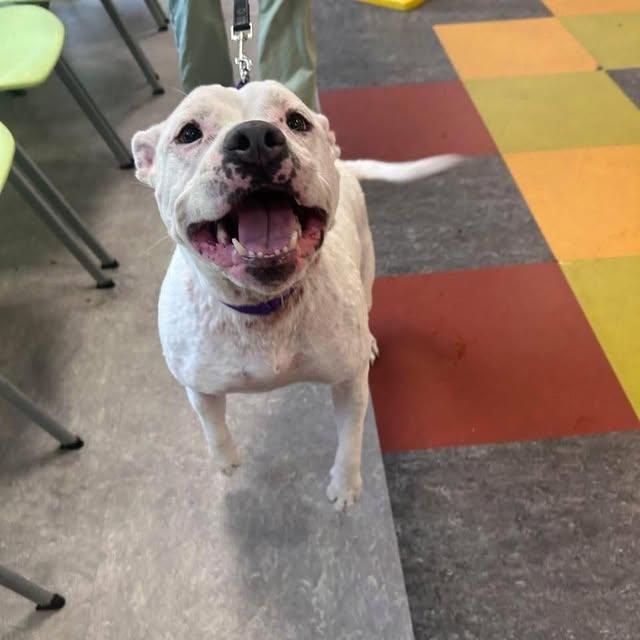 DANDELION, Adopted, Adult Female American Staffordshire Terrier.