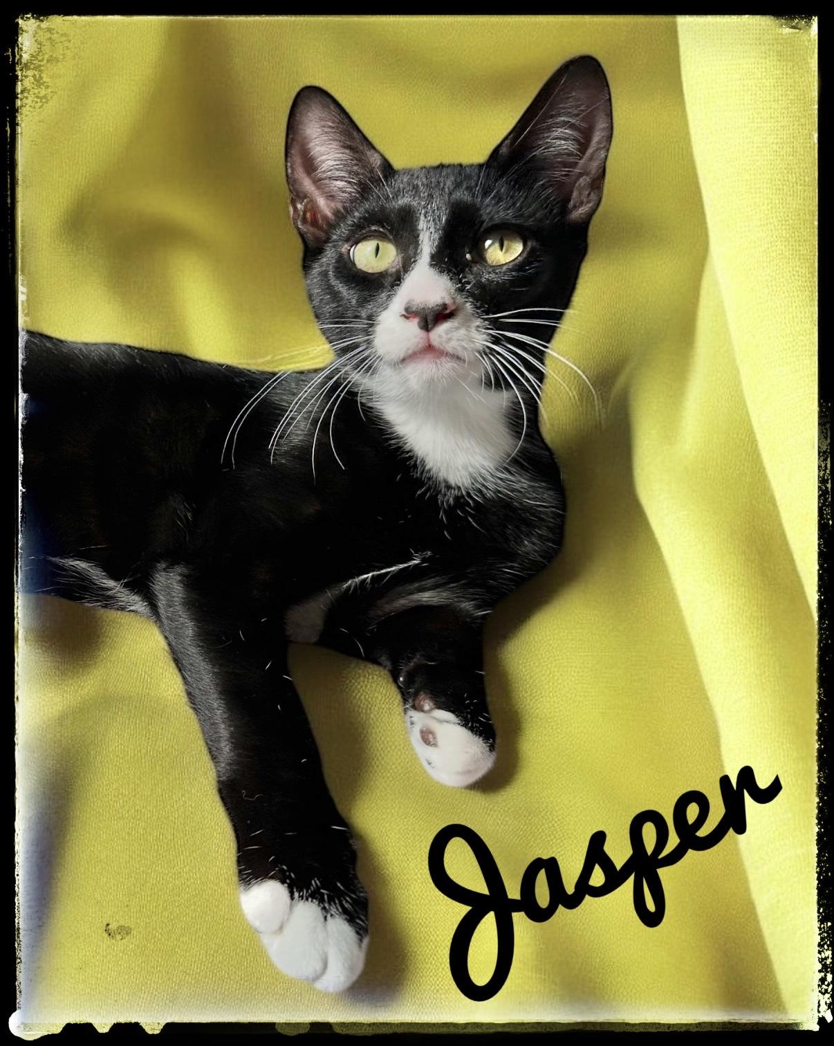 Enlarge Jasper, a Adoptable Domestic Short Hair in El Cajon, CA image 1/1