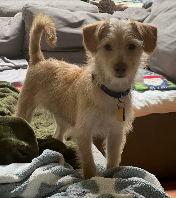 Enlarge Caramello, a Adopted Terrier in Delta, CO image 1/4