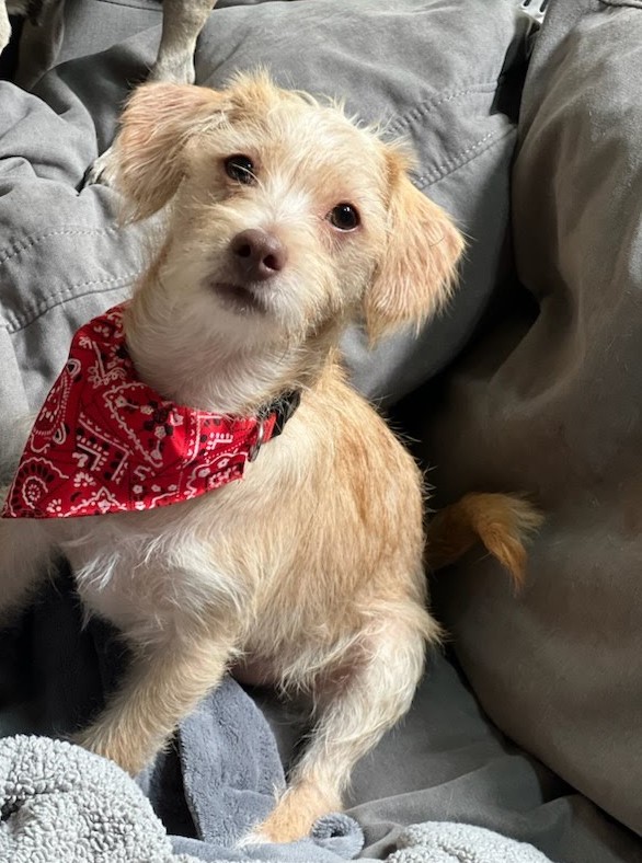 Caramello, Adopted, Puppy Male Terrier.