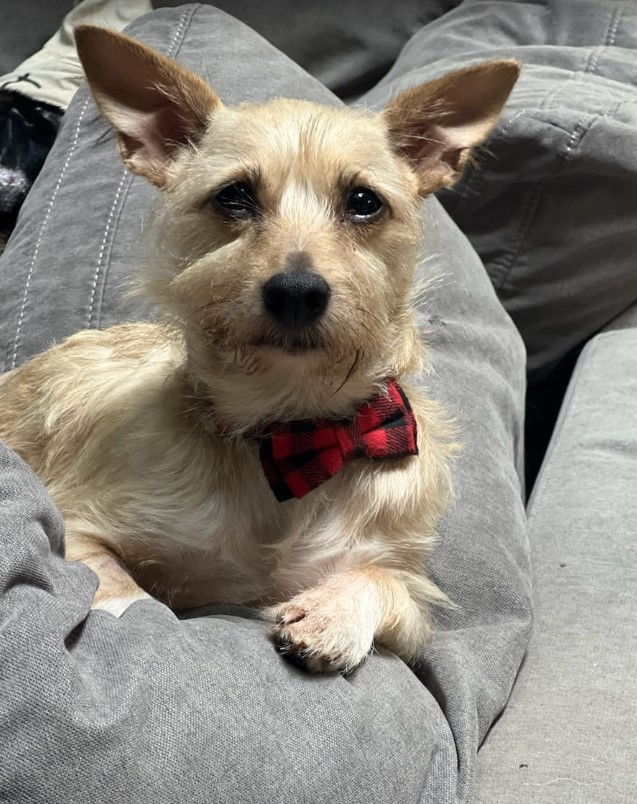 Enlarge Caramello, a Adopted Terrier in Delta, CO image 3/4