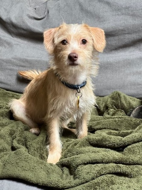 Enlarge Caramello, a Adopted Terrier in Delta, CO image 4/4