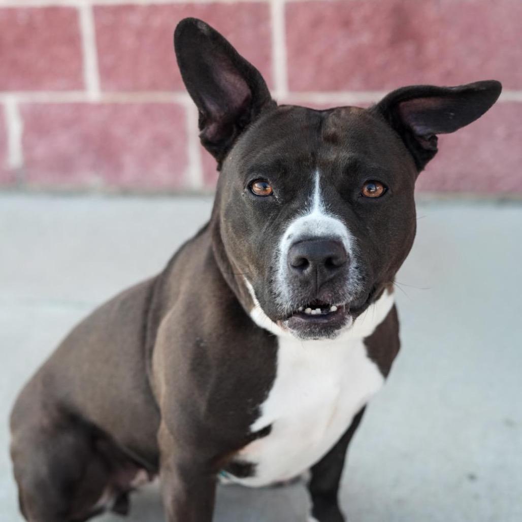 Chicken Tender, Adoptable, Adult Female Mixed Breed.