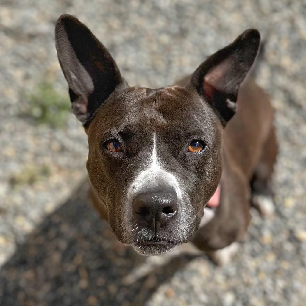 Enlarge Chicken Tender, a Adoptable Mixed Breed in Fredericksburg, VA image 3/3