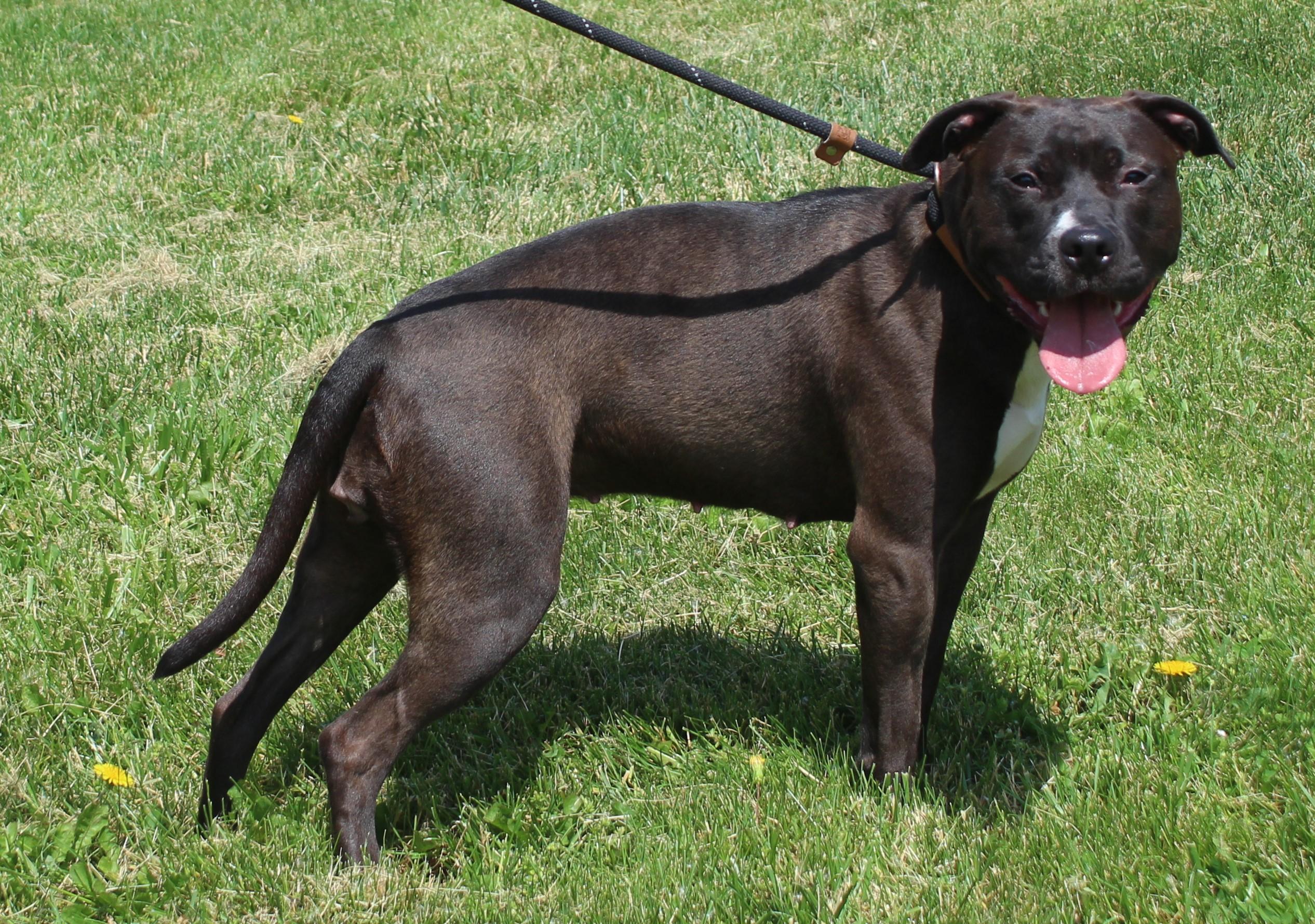 Lulu (11918), ADOPTABLE, Young Female Pit Bull Terrier.