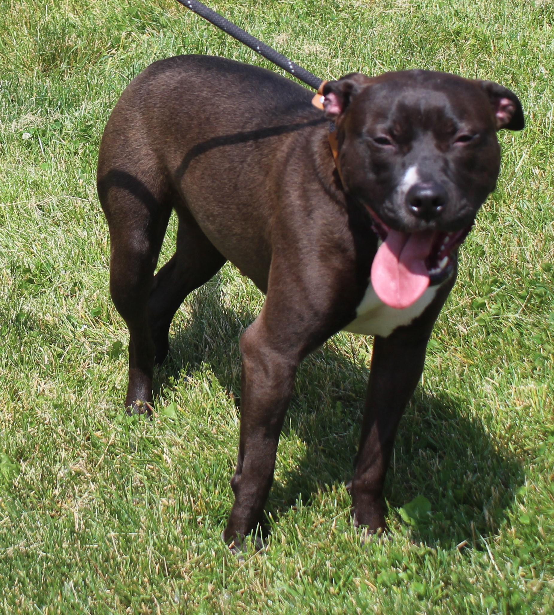 Lulu (11918), a ADOPTABLE mixed breed in Heath, OH image 2/2