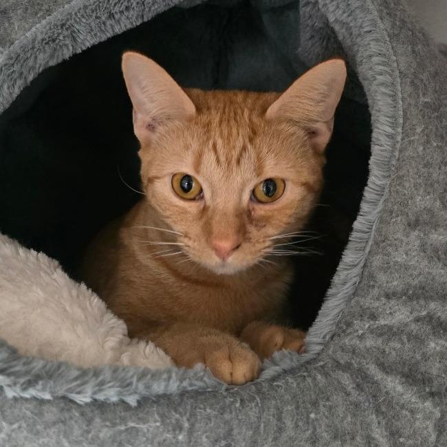 Boise Houston, Adoptable, Young Female Domestic Short Hair.