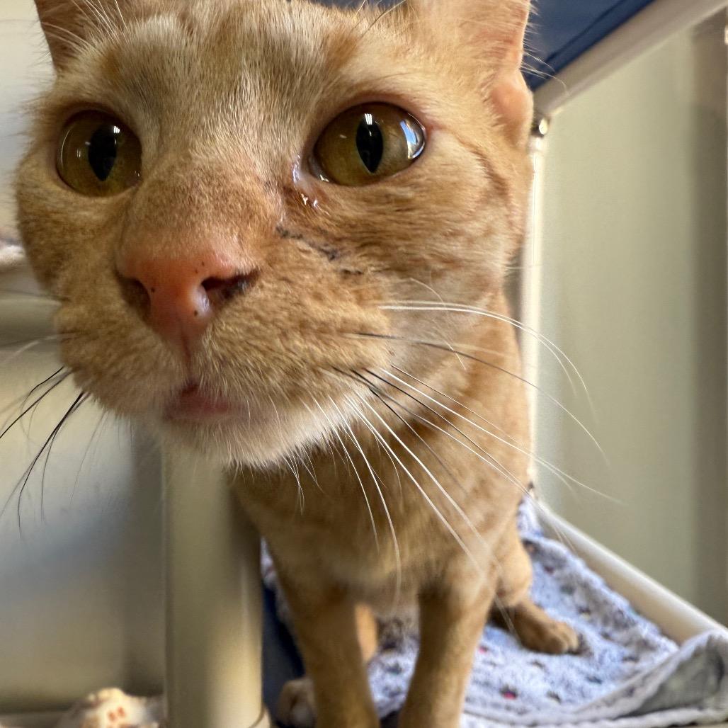 Enlarge Boise Houston, a Adoptable Domestic Short Hair in Denver, CO image 2/6