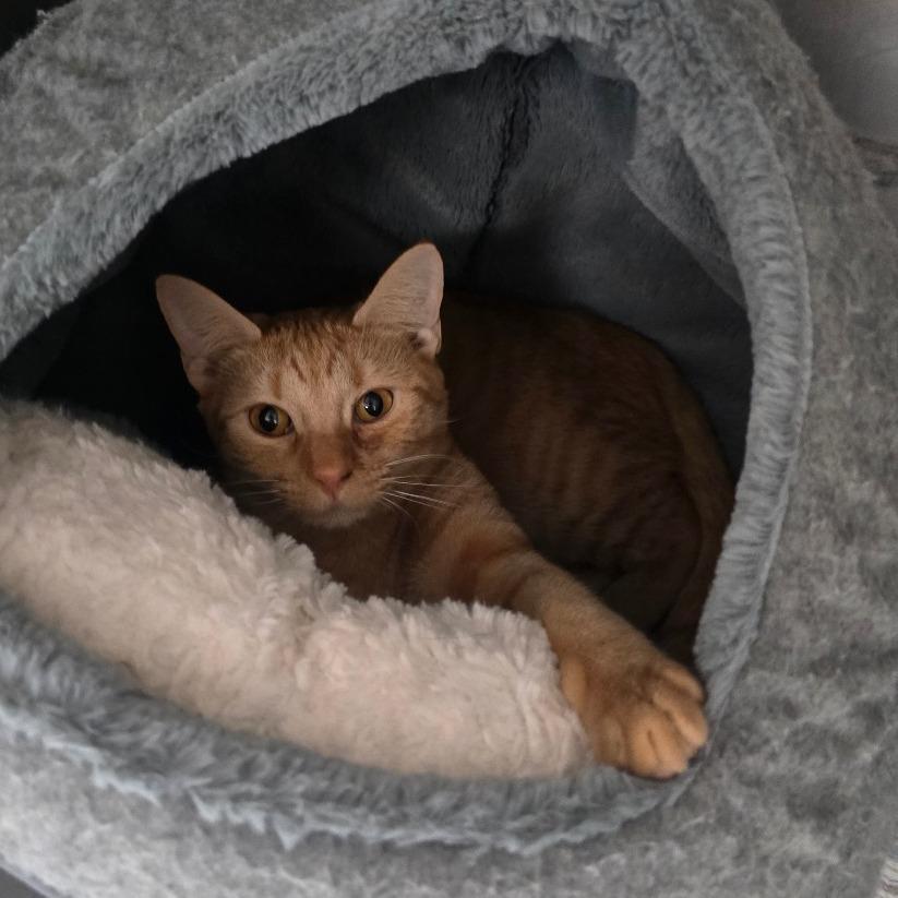 Enlarge Boise Houston, a Adoptable Domestic Short Hair in Denver, CO image 3/6