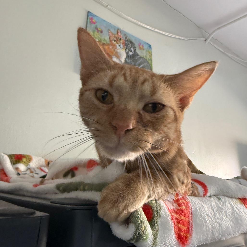 Enlarge Boise Houston, a Adoptable Domestic Short Hair in Denver, CO image 4/6