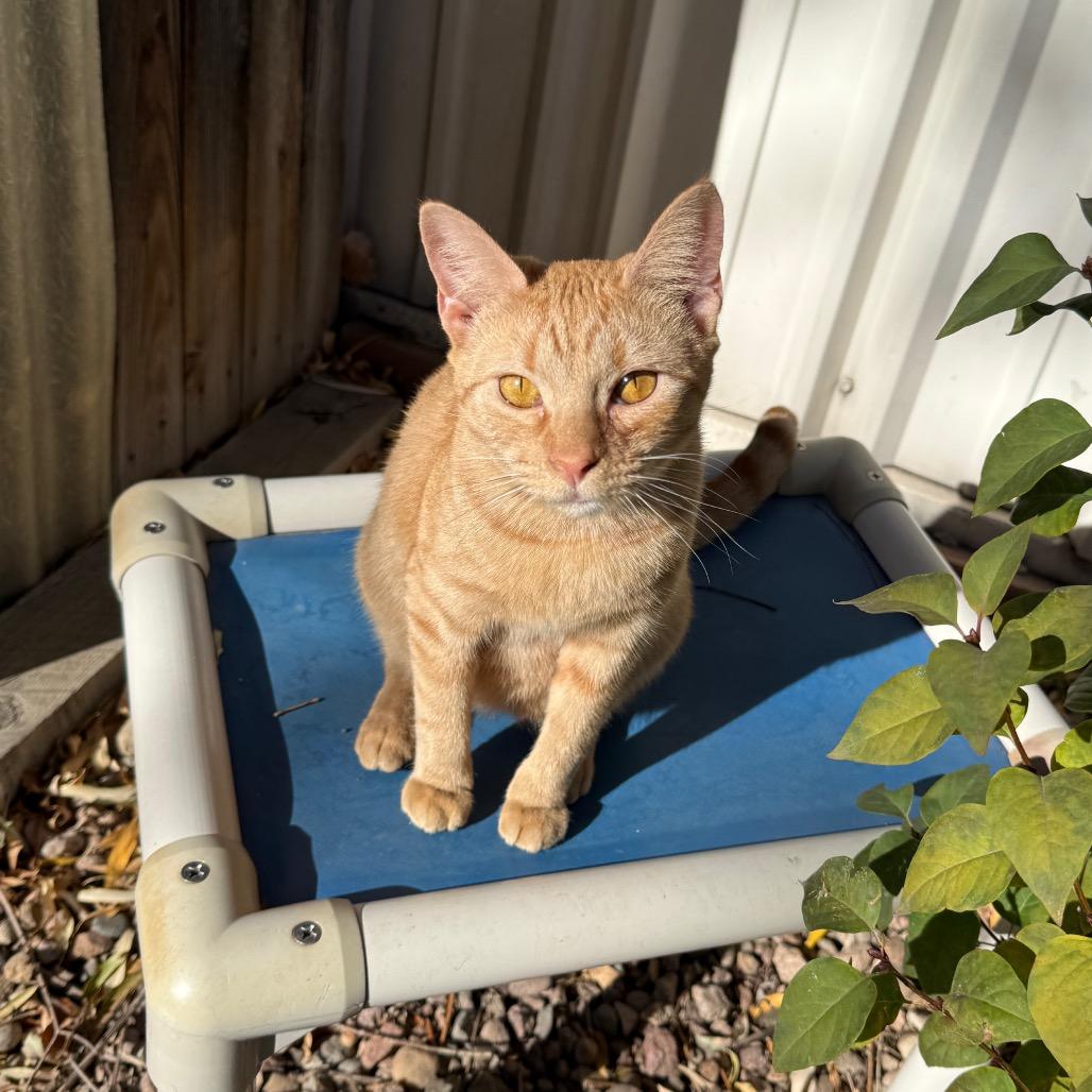 Enlarge Boise Houston, a Adoptable Domestic Short Hair in Denver, CO image 5/6