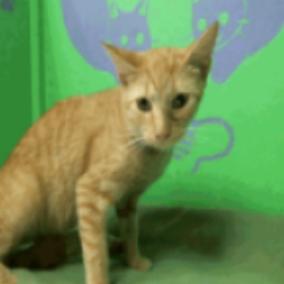 Enlarge Boise Houston, a Adoptable Domestic Short Hair in Denver, CO image 6/6