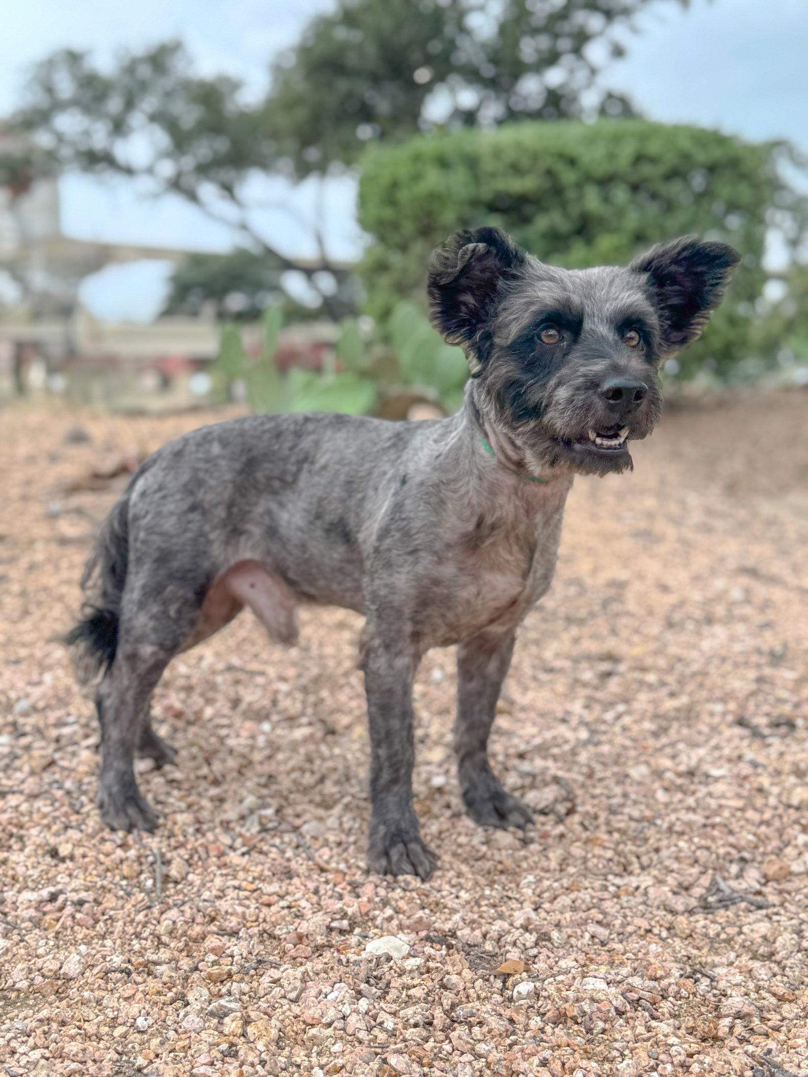 Denver, Adoptable, Adult Male Schnauzer.