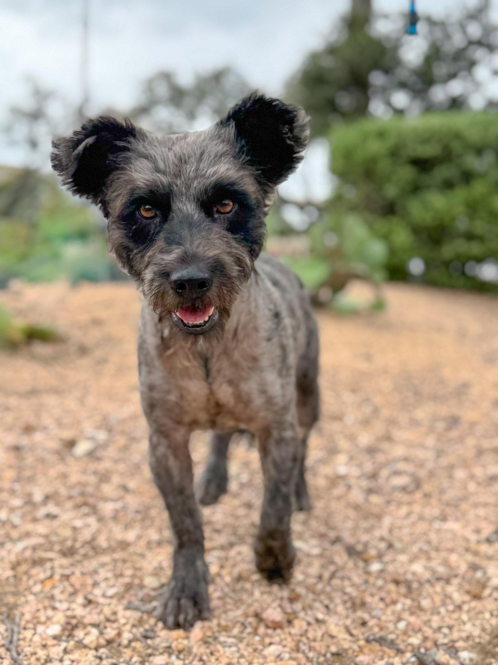 Denver, a Adoptable Schnauzer in Helotes, TX image 2/3