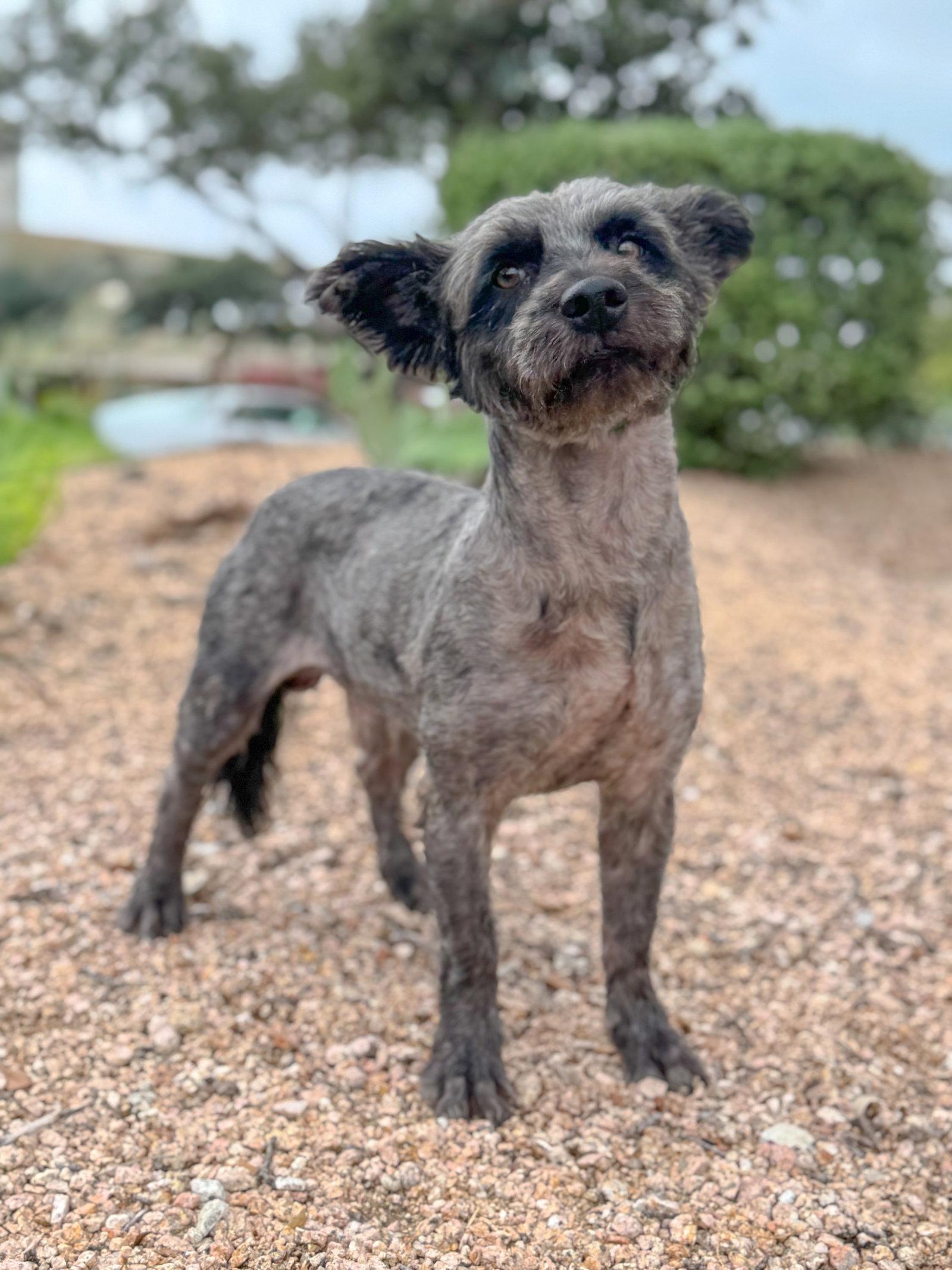 Denver, a Adoptable Schnauzer in Helotes, TX image 3/3