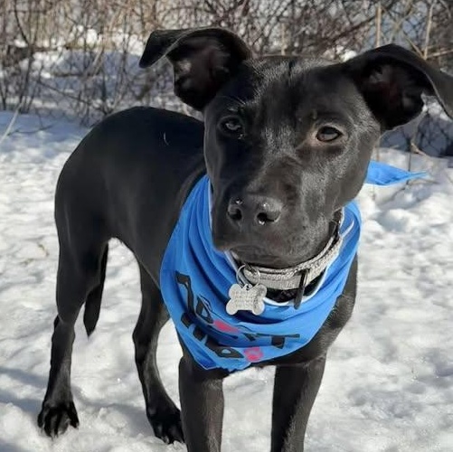 Arista, Adoptable, Puppy Female Labrador Retriever.