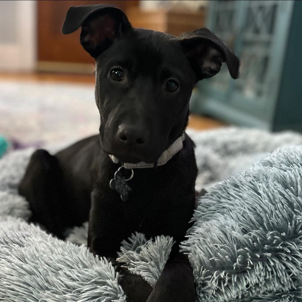 Enlarge Arista, a Adoptable mixed breed in Albany, NY image 2/6