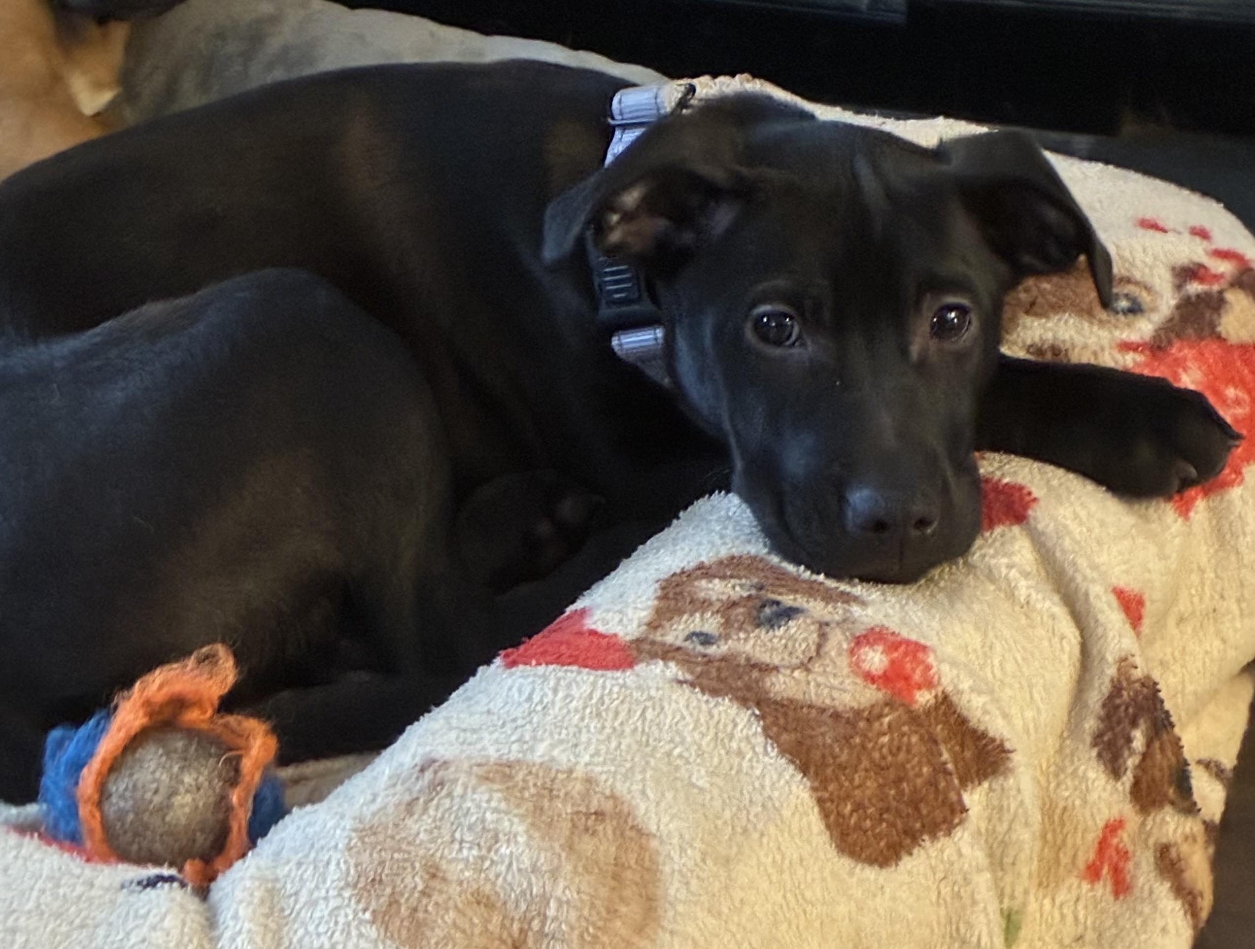 Enlarge Arista, a Adoptable mixed breed in Albany, NY image 3/6